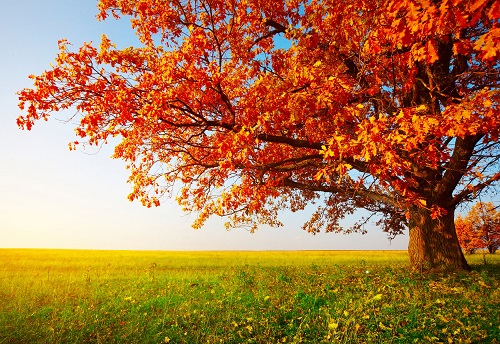 automne.jpg